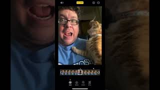 Funny Orange Cat Singing Love Shack by The B52s funnyvideo orangecat singing oldschool [upl. by Banyaz]