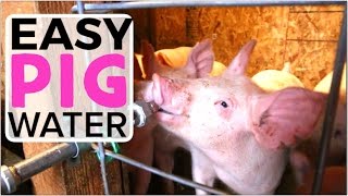 Automatic Pig Waterer  How to install an easy system for watering pigs [upl. by Pittman]