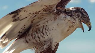 Ferruginous Hawk on set for Promotional Video [upl. by Toshiko528]