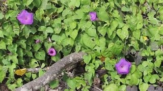 Ipomea Tricolor Seeds Morning Glory and LSA Presence [upl. by Flor]