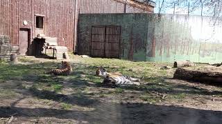 Tygrys Amurski  Makar Isla i ich Młode  Zoo Zamość Ogród Zoologiczny imStefana Milera [upl. by Paradies273]