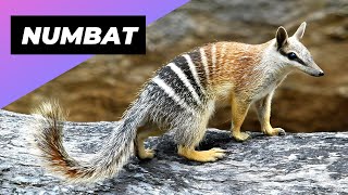 Numbat 🐿 One Of The Rarest Animals In The Wild shorts [upl. by Rabah]