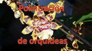 Polinización de Orquideas en casa [upl. by Noonan]