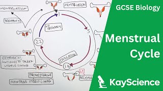 Menstrual Cycle Explained  GCSE Biology  kaysciencecom [upl. by Camfort]