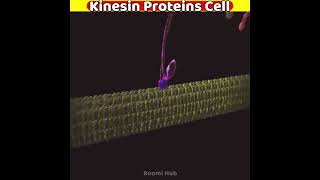 Kinesin Protein Cell in body walking  3D animation [upl. by Yetah]