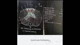 Vue supérieure du diaphragme et principaux orifices [upl. by Carmelo]