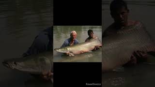 arapaima fish tamil [upl. by Loomis752]