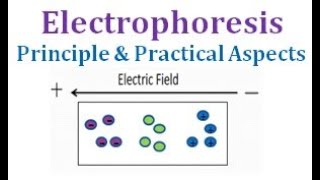 Electrophoresis Introduction Principle Practical Aspects Support Medium and Buffer used [upl. by Anyad986]