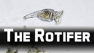 Howies Lab  Wheel animals Rotifer [upl. by Arracat863]