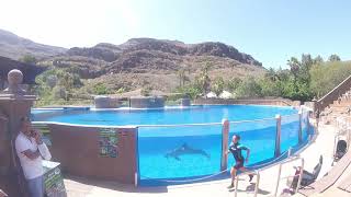 Palmitos Park Dolphin Show [upl. by Yonit]