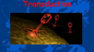 Transduction in Bacteria [upl. by Slocum]