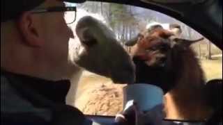 Llama spits on my brother Funny Virginia Safari Park Zoo [upl. by Desmund]