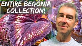 If you love Begonias  watch this now Find your next Begonia here [upl. by Nady]