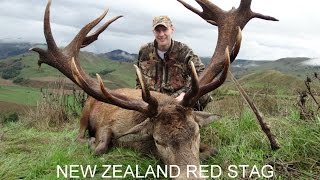 Red Stag Hunting New Zealand with Amplehunting [upl. by Etnod]