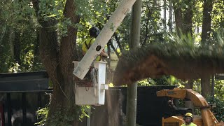 Crews removetrim damaged live oaks in midtown Mobile [upl. by Nixie]