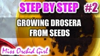 Growing Drosera carnivorous plants from seeds  Step by step  Part 2 [upl. by Sapphera]