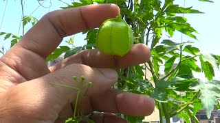 How Do You Grow Balloon Vine From seeds  stepbystep guide  Cardiospermum halicacabum Flower Vine [upl. by Leihcey334]