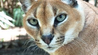 Help Build New Wild Cat Enclosure [upl. by Einwahs]