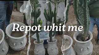 How to repotting plants  Changing the Euphorbia ingens pot🍀🪴 [upl. by Sivle]