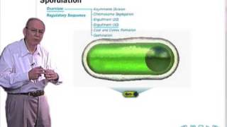 Sporulation in Bacillus subtilis [upl. by Constancy]