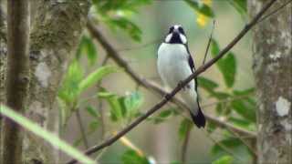 Sporophila lineola  Bigodinho  Lined Seedeater [upl. by Mashe]