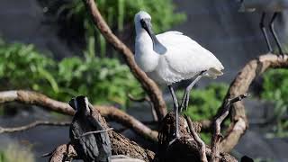 Royal Spoonbills [upl. by Ahseenat]