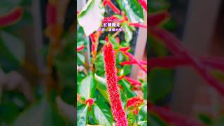 紅穗鐵莧 Red Hot Cattail 花語：傭懶的愉悅 花覺醒 花 正能量 美麗的花 花花 gardenflower [upl. by Aldin282]