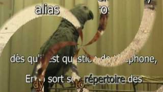 perroquet qui parle 150 phrases incroyables version 2010 2nde partie [upl. by Aneehsat]