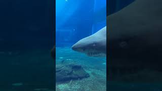 Ushaka marine world Durban [upl. by Iruam21]