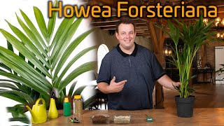 Tips voor de verzorging van je Kentia palm Howea Forsteriana [upl. by Annasoh]