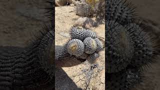 Cuantos años le ponen a esta Copiapoa cactus 🤯 [upl. by Bovill460]