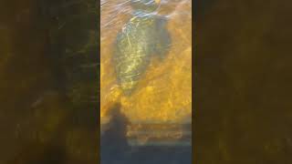 Giant Manatee Part 2subscribe fishing youtube like [upl. by O'Neill]