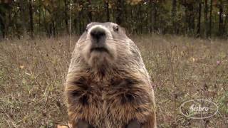 The Groundhog Song from First Snow in the Woods [upl. by Peterson]