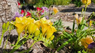 Growing Freesia from bulbs with all updates [upl. by Appleton]