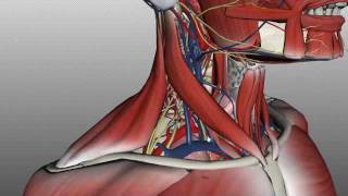 Neck Anatomy  Organisation of the Neck  Part 2 [upl. by Ettelocin]