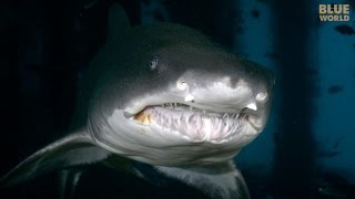 Sand Tiger Sharks of North Carolina They PROTECT the fish [upl. by Vallo]