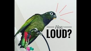 HOW LOUD is a SCREAMING PARROT  LISTEN to a PARROT SCREAM [upl. by Yoko493]