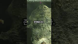 마타마타 거북이를 알아보자 Mata Mata Turtle [upl. by Rezal811]