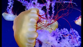 パシフィックシーネットル Pacific sea nettle Chrysaora fuscescens [upl. by Amarillis]