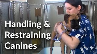 Support sling for dogs with hind leg surgery or injury [upl. by Ajdan520]