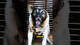 ¡Kangal Turco vs Lobo kangalturco vs lobo animalessalvajes [upl. by Tingley464]