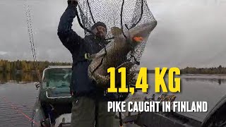 114 kg pike caught in Finland [upl. by Eonak]