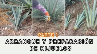 ARRANQUE Y PREPARACIÓN DE HIJUELOS DE AGAVE ESPADÍN PARTE 1 [upl. by Sucramed]