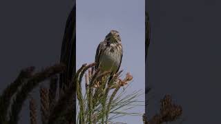 Painted Bunting Song [upl. by Ikaz]