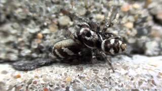 Zebra Jumpers Salticus scenicus Mating Behavior [upl. by Airtap148]