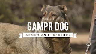 GAMPR DOG THE ARMENIAN LIVE STOCK GUARDIAN DOG [upl. by Gore]