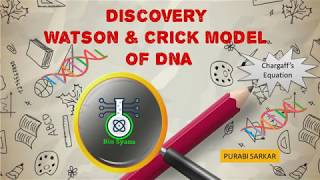 Watson and crick model of DNA  Class 12 Biology [upl. by Trace294]