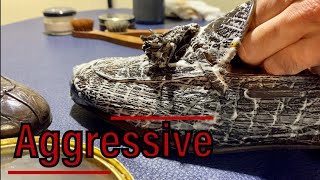 ASMR Aggressive 🐊 Shoe Shine “Santoni” crocodile loafers [upl. by Niala]