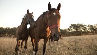 Características Del Cuidado Y Mantenimiento De Caballos  TvAgro por Juan Gonzalo Angel [upl. by Lady]