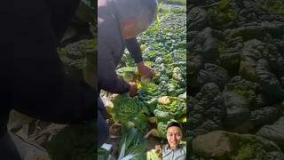 Vegetable Harvesting  Is There Waste satisfying vegetables harvest [upl. by Ihskaneem]